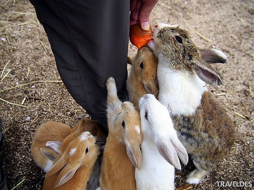 这些兔子在大久野岛上可以自由生存，不受任何限制和约束，因此游客们几乎不管走到哪里都能发现兔子的身影。一些游客会用菜叶和胡萝卜来喂它们，由于没有受到过人类的伤害，岛上的兔子