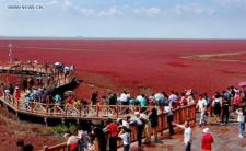 【红了！这里是辽宁盘锦红海滩！】Tourists visit Red Beach in Liaoning http://t.co/qhzT9X8Vg5