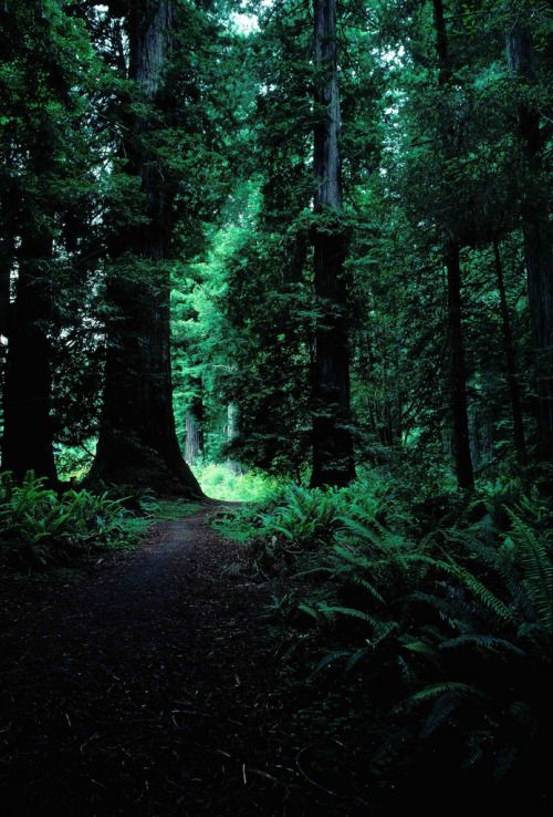 Forest path in redwood forests, california, USA