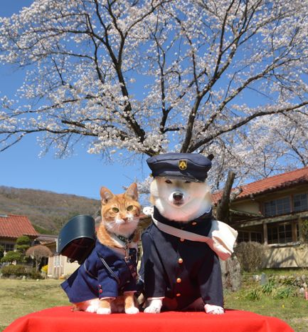 taishou-kun: Torajiro the cat &amp; his friend Kikuchiyo the Shiba inu Torajiro is in elementary school and Chiyo is a junior high school student - April 2014 SourceÂ : shibakikuchiyo.blog32.fc2.com