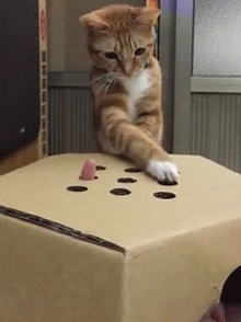 humoristics: Whack-a-finger cat trying to whack a finger in paper box. smart moves.