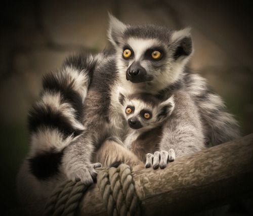 earthlynation: Lemuren by Sandra Dombrovsky