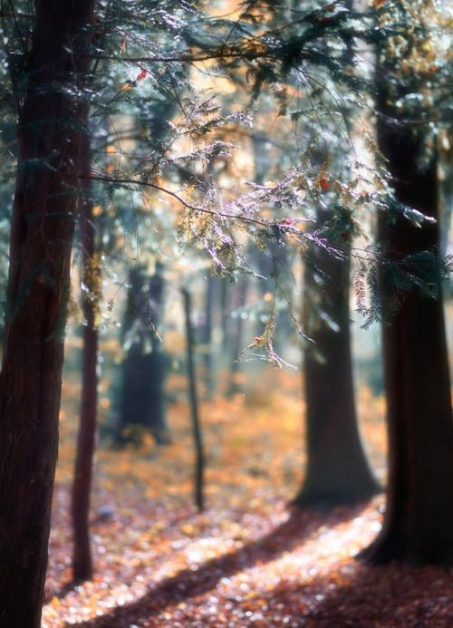 celtic-forest-faerie: {Within The Light} by {Shadowness}