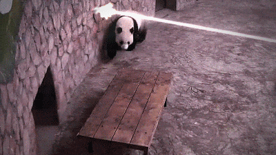 animal-factbook: Pandas are actually the stealthiest of the Asian animals. They are able to avoid harm in high pressure situations and utilize their surroundings to protect themselves. Their extensive knowledge of kung fu also comes in handyÂ  *No panda
/tmp/UploadBetasxNfjK [animal-factbook: Pandas are actually the stealthiest of the Asian animals. They are able to avoid harm in high pressure situations and utilize their surroundings to protect themselves. Their extensive knowledge of kung fu also comes

File Size (KB): 1982.23 KB
Last Modified: November 26 2021 18:30:08
