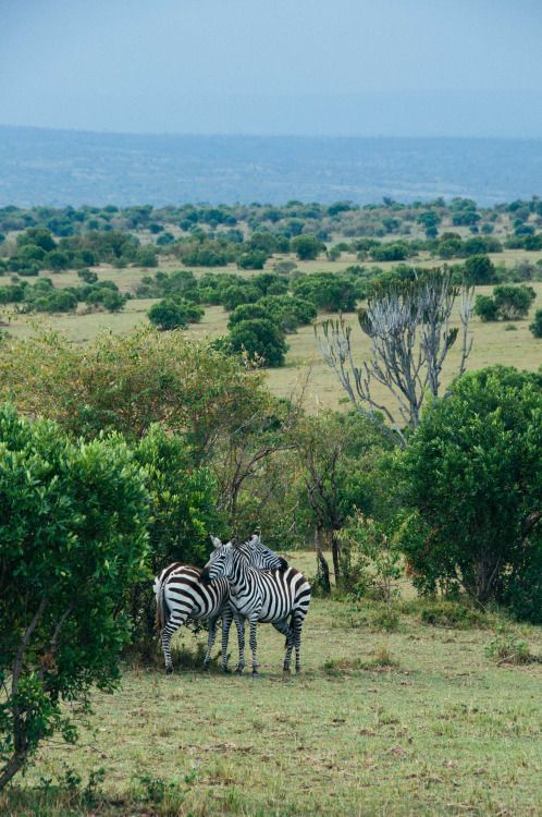 danlophotography: Dependence | Masai Mara National Park, Kenya
/tmp/UploadBetaPMlYQj [danlophotography: Dependence | Masai Mara National Park, Kenya] url = https://41.media.tumblr.com/3d7b0fa3a0e469615220a2b951923fa9/tumblr_nn4psjrC9c1rkf160o1_500.jpg

File Size (KB): 85.51 KB
Last Modified: November 26 2021 18:30:22
