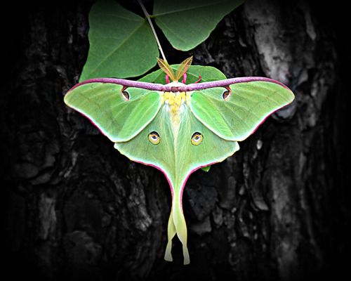 earthlynation: Luna Moth (by C.A.Taylor)