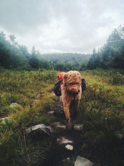 handsomedogs: This is Ginger who tagged along on a backpacking trip at Dolly Sod, West Virginia.