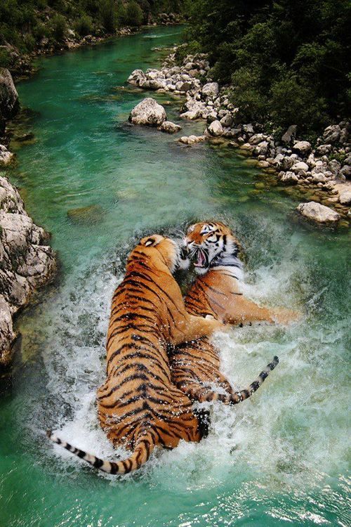 Tiger fighting in the river.