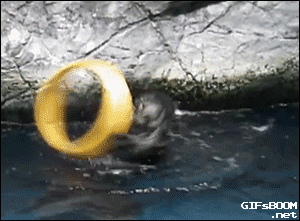 Majestic Spinning Otter Accidentally Hits Friend.