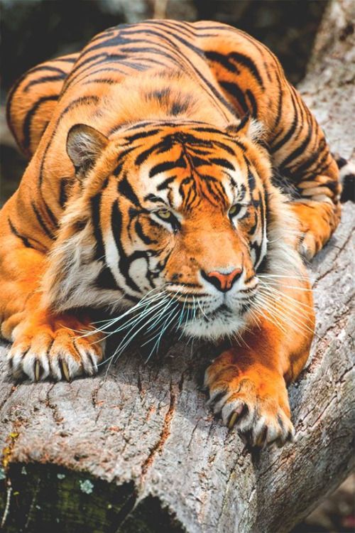 Tiger on tree log.