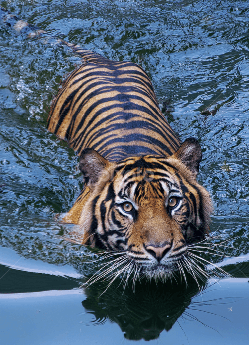 beautiful-wildlife: TigerÂ byÂ Ubayoedin As Syam