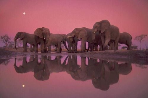 googleearthpics: Elephants at Twilight, South Africa