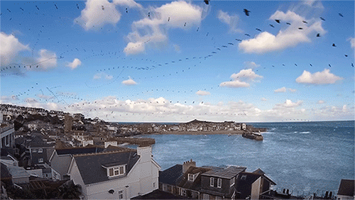 itscolossal: WATCH:Â Seagull Skytrails: An Echo Time-Lapse Reveals the Flight Path of Birds over Cornwall, EnglandÂ [video]
