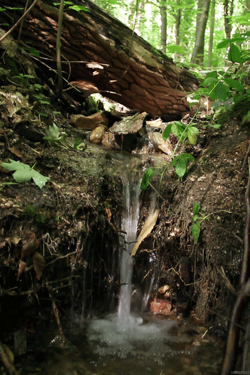 lori-rocks: Overflow..small forest stream,