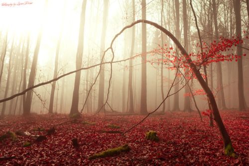 500pxpopular: Red Forest by AlanLopane