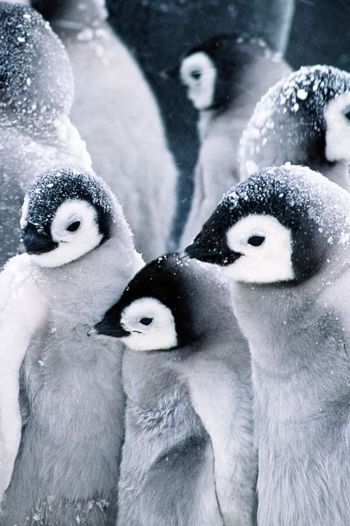 Penguins on watch.