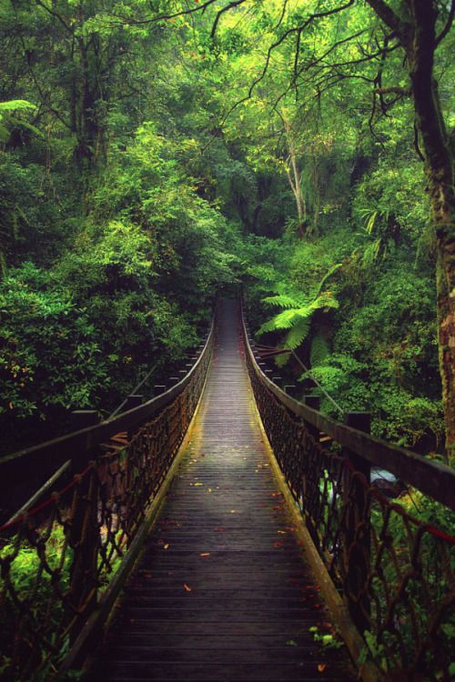 ponderation: A bridge in the forest by Hanson Mao