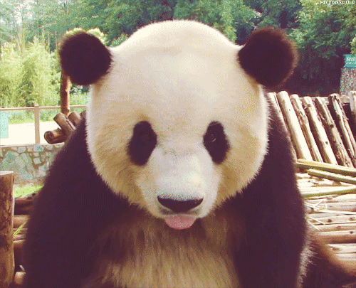 panda lick you to the zoo.