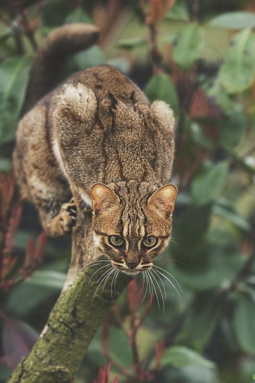visualechoess: Rusty Spotted Cat by Colin Langford