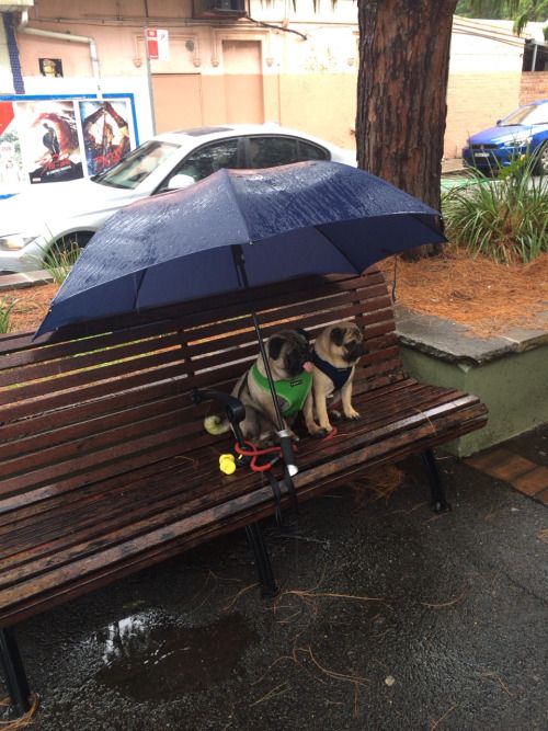 wnslw: hydrolize: Someone left their dogs outside the cafe pug date