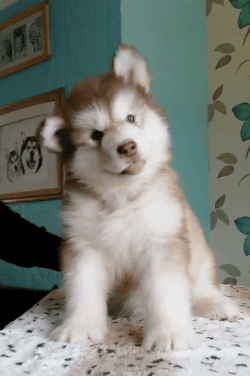 gifsboom: Video:Â Confused Alaskan Malamute Puppy Looks Like a Baby Bear