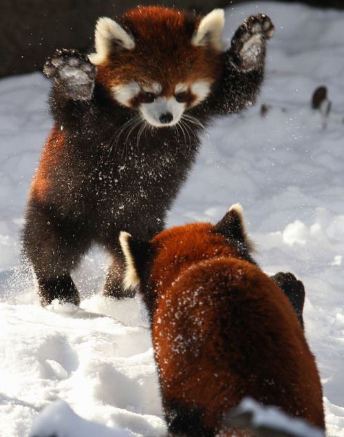 earthlynation: Attack on Panda by Mark Dumont on Flickr.