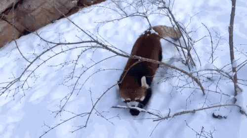 gifsboom: Red Pandas are Having Snow Much Fun. [video] [Cincinnati Zoo &amp; Botanical Garden]