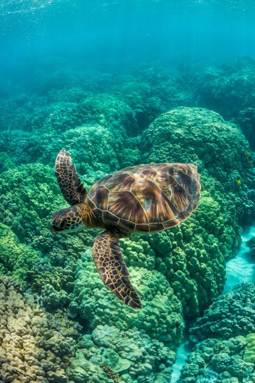 Green Sea Turtle Swimming among Coral Reefs off Big Island of Hawaii. @tumb.epicks.item.548346154736505.ws