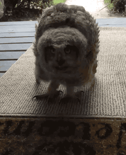 Family Receives Unexpected Visit From Cute Young Owl.Â  @tumb.epicks.item.317930070119451.ws