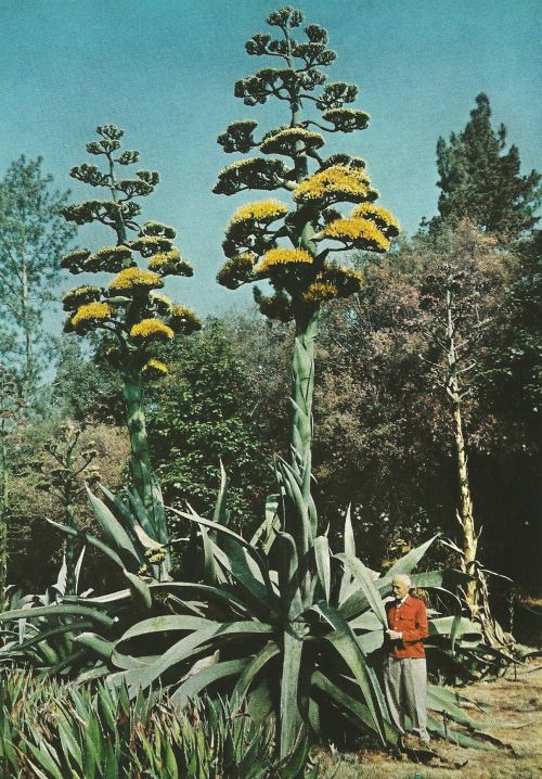 vintagenatgeographic: Giant century plant in Southern California National Geographic | February 1958 @tumb.epicks.item.889703810579145.ws