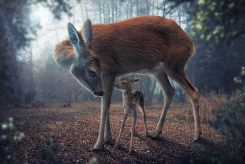 earthlynation: (via 500px / Mother and fawn by John Wilhelm) @tumb.epicks.item.957631656422904.ws