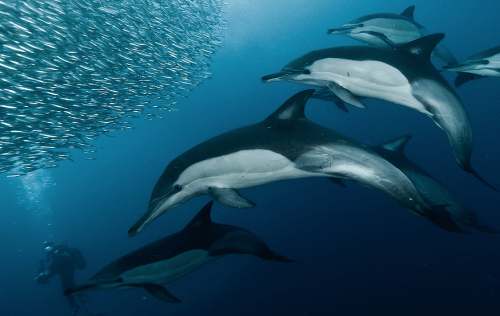 nubbsgalore: photos by alexander safonov of dolphins hunting sardines off south africaâs wild coast. âharmony in motionâ is how he describes the hunt. see also: sharks attacking a bait ball @tumb.epicks.item.684184538581169.ws