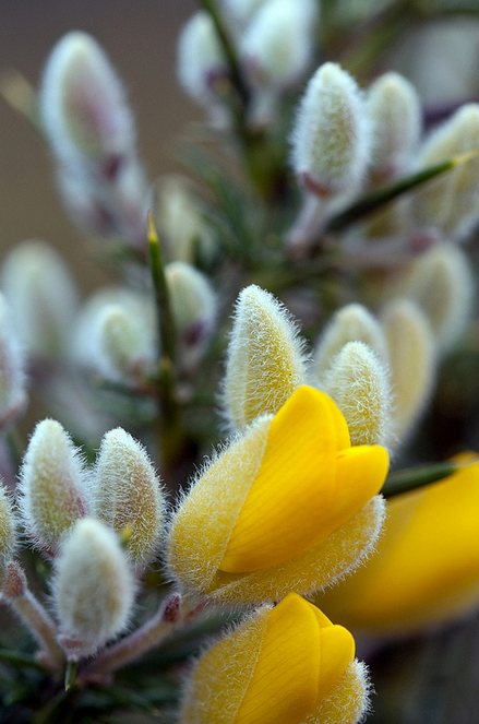 gardenofgod:<br /><br />Young Gorse Flower And Buds, by Steven Murray. (Horizon Girls, Eyecatching, Elegant)