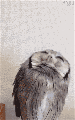 uberpersonality:<br /><br />- (Cute Animals GIF)