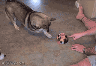 4gifs:<br /><br />Lemme at em! [video] (Cute Animals GIF)