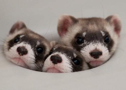 cuteanimalspics:<br /><br />3 Innocent looking ferrets (Source:... (Cute Animals)