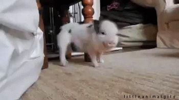 Wink and dance (Source) (Cute Animals GIF)