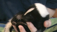 babyanimal-gifs:<br /><br />baby skunk.x  (Cute Animals GIF)