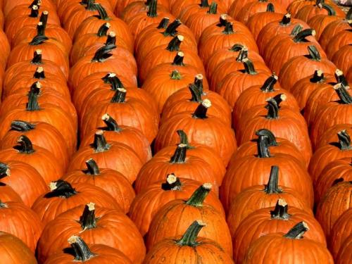That’s a lot of Pumpkin Pie! by Gary Burke (A Season of Falling Leaves)
/tmp/UploadBetaoeNPJB [That’s a lot of Pumpkin Pie! by Gary Burke (A Season of Falling Leaves)] url = https://farm2.staticflickr.com/1150/1471193572_18703b51c8_b.jpg

File Size (KB): 539.25 KB
Last Modified: November 26 2021 17:22:13
