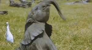 shenaniganstime:<br /><br />lmao me trying to impress anyone. i’m so... (Cute Animals GIF)