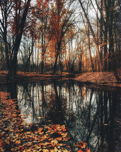 Photo (A Season of Falling Leaves)