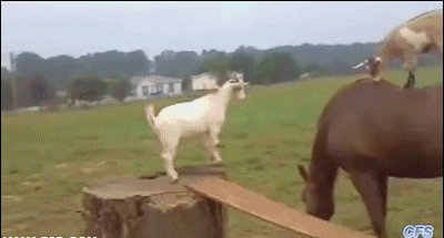 goats riding horse (Animals Riding Animals)