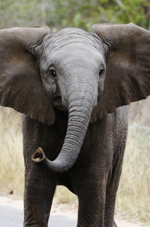 magicalnaturetour:<br /><br />Inquisitive Elephant Calf by Deeble on... (Wild Child - Kingdom of Animals)