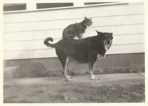 cat riding dog (Animals Riding Animals)