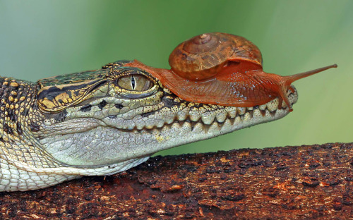 snail riding crocodile (Animals Riding Animals)