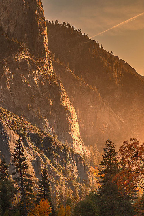 wondrousworld:<br /><br />Yosemite National Park, California, USA... (Trees, Forests, Green)
