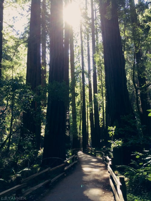 -vvaste:<br />Muir Woods, California - March 2015<br />All photos taken by... (Trees, Forests, Green)
