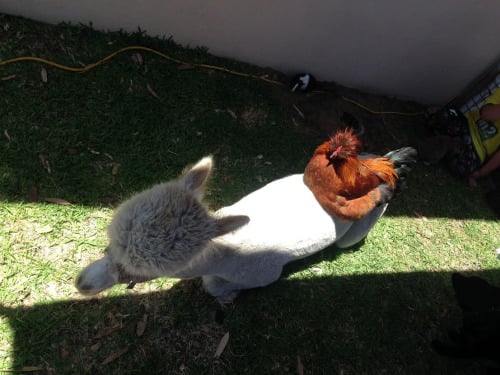 chicken riding alpaca (Animals Riding Animals)