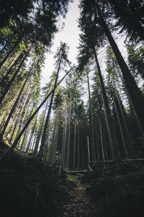 Photo (Trees, Forests, Green)