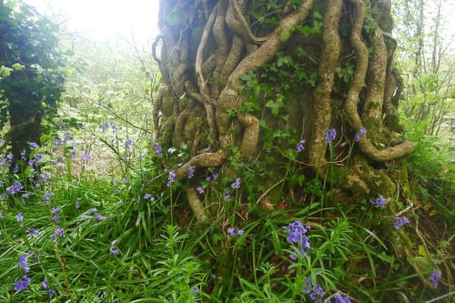 saepphire:<br /><br />spirit-healing:<br /><br />myinnerlandscape:<br /><br />Bluebells, oak,... (Trees, Forests, Green)